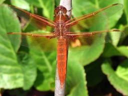 Red Skimmer dragonfly