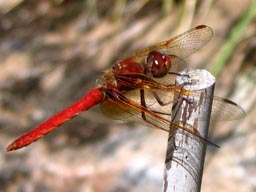 Dragonfly, wings forward
