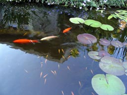 Zac, Blondie, and Cal playing follow-the-leader