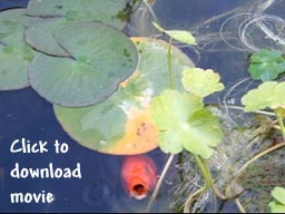 Windows Media Video clip of Hoover in action