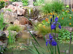 Siberian Iris and pond