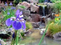 Siberian Iris and pond