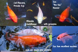 Images of our three koi