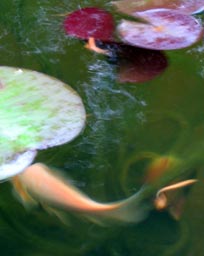 Motion-smeared image of Blondie and lily pads