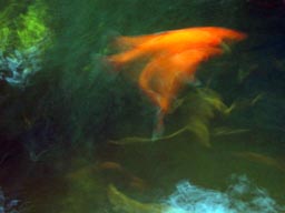 Motion-smeared image of Zac turning